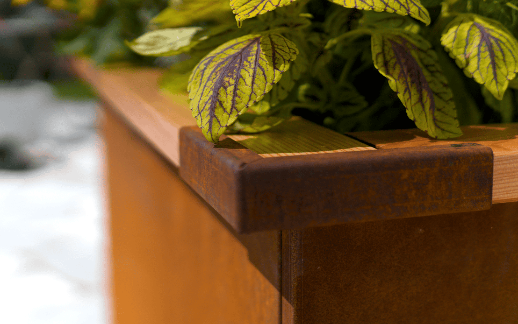 Corten(6)